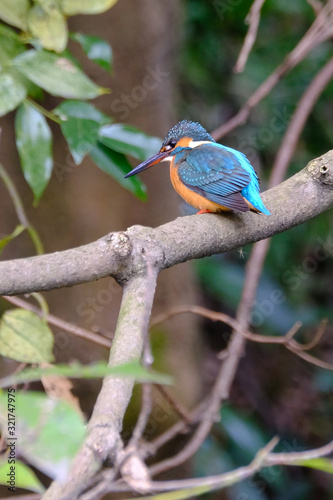 kingfisher 