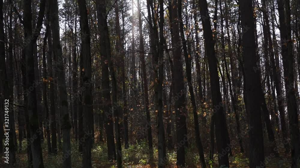 picturesque thick autumn park with high trees hides clear sky at bight sunlight on nice day slow motion low angle shot picturesque thick autumn park with high trees hides clear sky at bight sunlight on nice day slow motion low angle shot