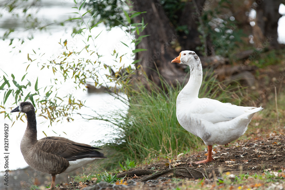 White Domestic farm pond goose stretching . White Domestic farm pond goose stretching .