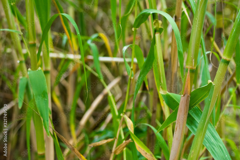Green bamboo wall natural nature background. Green bamboo wall natural nature background.