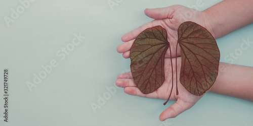 hands holding kidney shaped leaves, world kidney day, National Organ Donor Day, charity donation concept photo