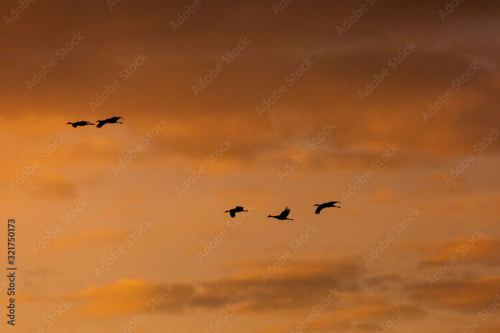 Group of sandhill cranes flying in the sky at sunrise or sunset at Bosque del Apache National Wildlife Refuge, New Mexico, USA