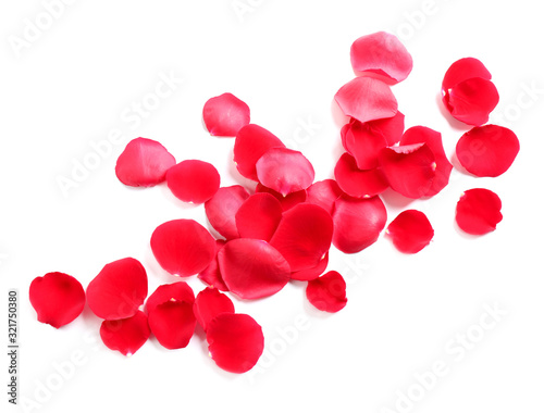 Fresh red rose petals on white background, top view