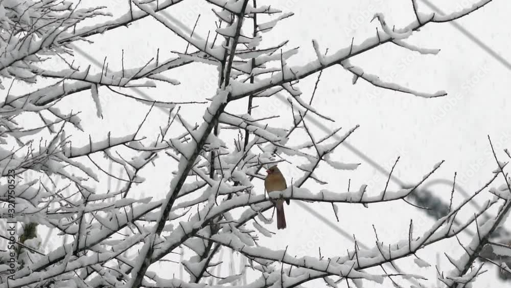 Female cardinal bird in slow motion snow storm