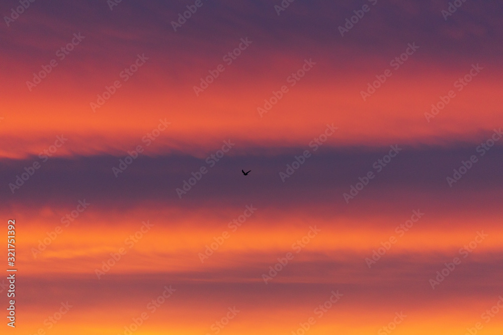 Silhouette of a bird flying against pink and orange clouds at sunrise or sunset Silhouette of a bird flying against pink and orange clouds at sunrise or sunset