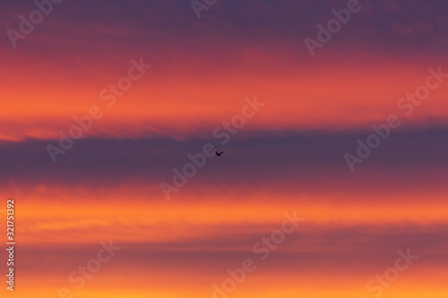 Silhouette of a bird flying against pink and orange clouds at sunrise or sunset
