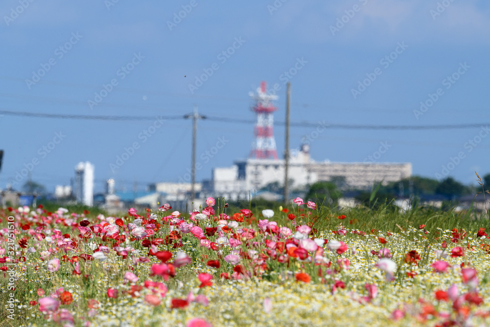 white, pink and red poppy flowers field with the city  office of Ryugasaki in background