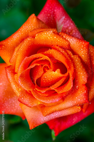 Wet orange rose in rain