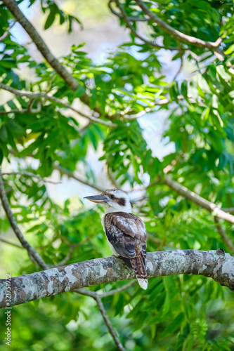 Wild Kookaburras perched on a tree brand in the Cape Hillsborough national park © Orion Media Group