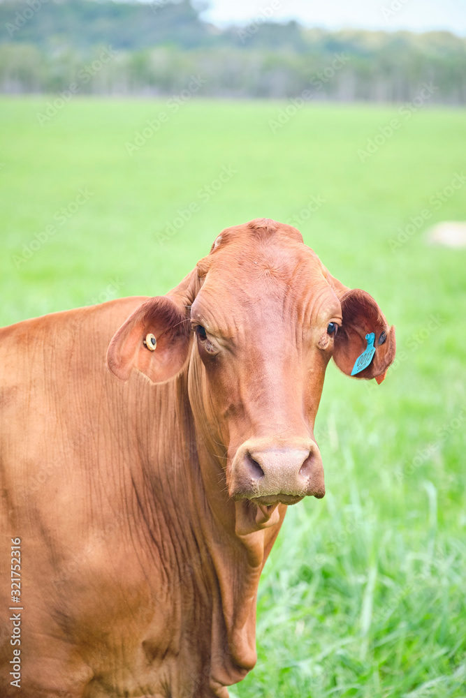 Brahman and dairy cows and calves in a green grassy paddock outside of Mackay region in North Queensland