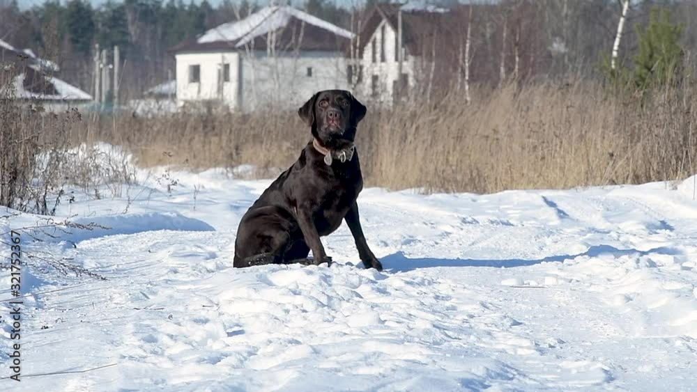 A brown labrador sits quietly on a winter country road, then begins to run to the camera, front view A brown labrador sits quietly on a winter country road, then begins to run to the camera, front view