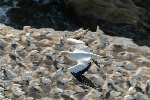 Australasian Gannet Flying Over Nesting Area of Murawai Gannet Colony in Auckland New Zealand photo