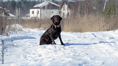 A brown labrador sits quietly on a winter country road, then begins to run to the camera, front view