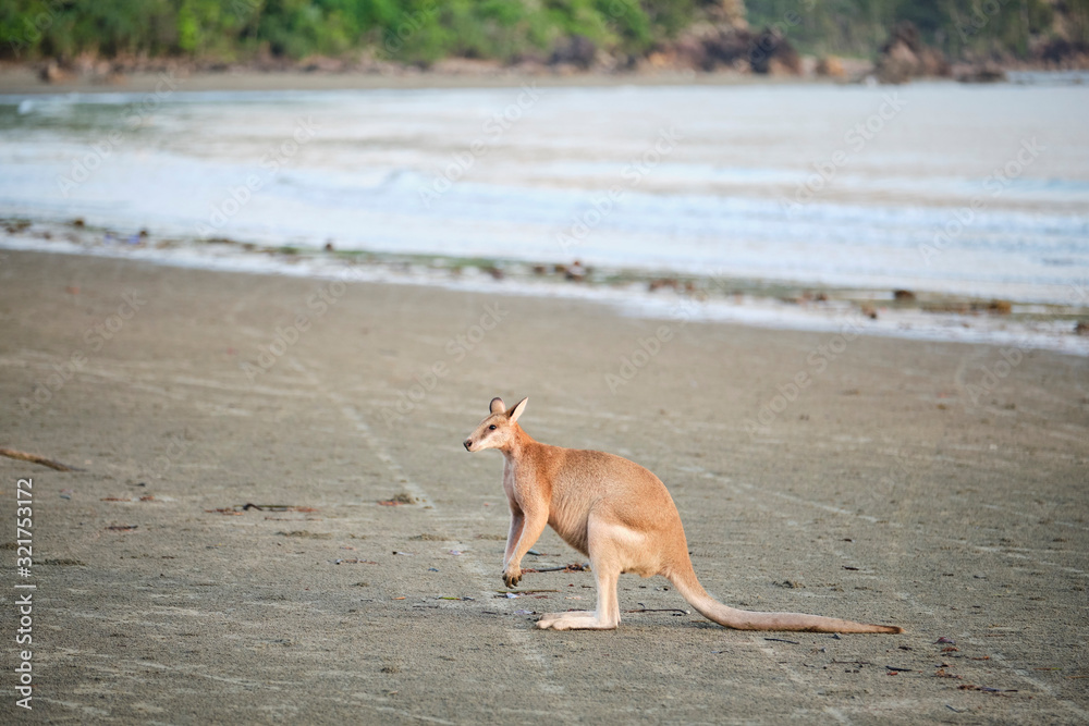 Wild kangaroos and wallabies on the beach at Cape Hillsborough, North Queensland at sunrise as a family and fighting Wild kangaroos and wallabies on the beach at Cape Hillsborough, North Queensland at sunrise as a family and fighting