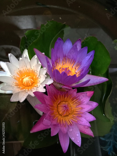 Beautiful multicolored lotus flowers, in the water, in the park