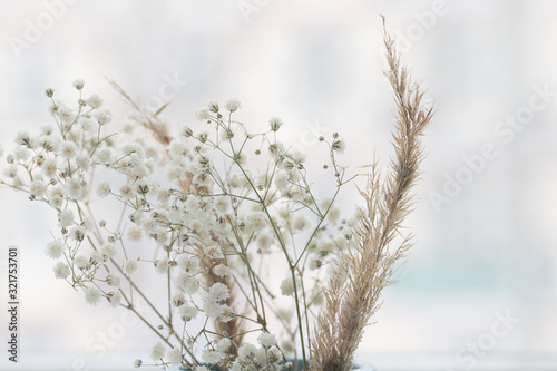 Gypsophila and dry reeds on the white background