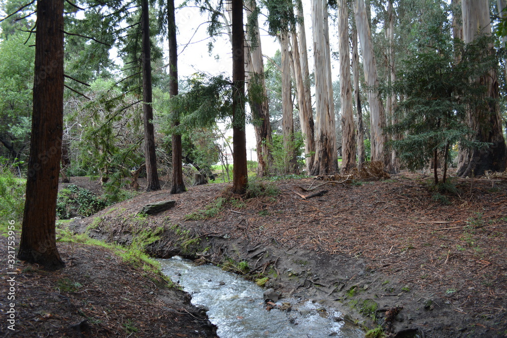 Wald mit Bach Wald mit Bach
