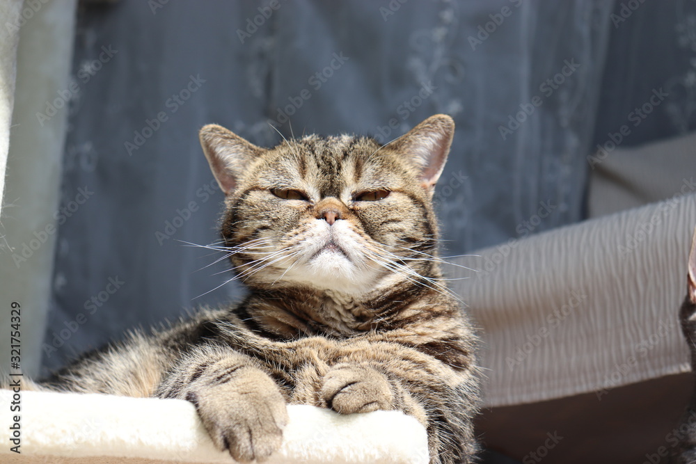 薄目をあけた不機嫌猫アメリカンショートヘアー Stock Photo Adobe Stock