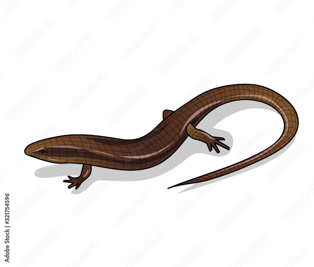 Brown skink, on a white background Brown skink, on a white background