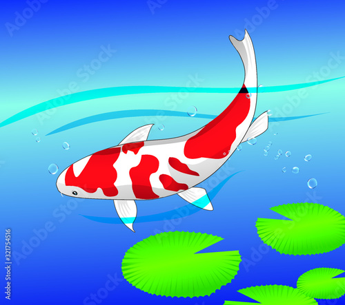 Koi fish illustration, swim happily