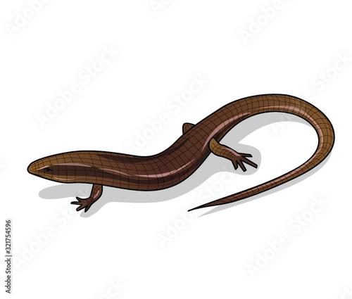 Brown skink, on a white background
