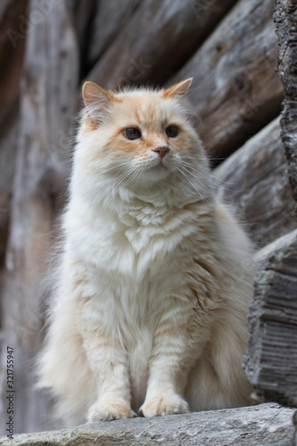 Close up portrait of a mountain cat, sitting outside a cottage house in Alagna, Valsesia.