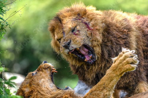 incredible fight of two males lions