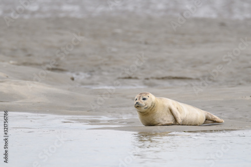 Cute baby seal resting on the beach