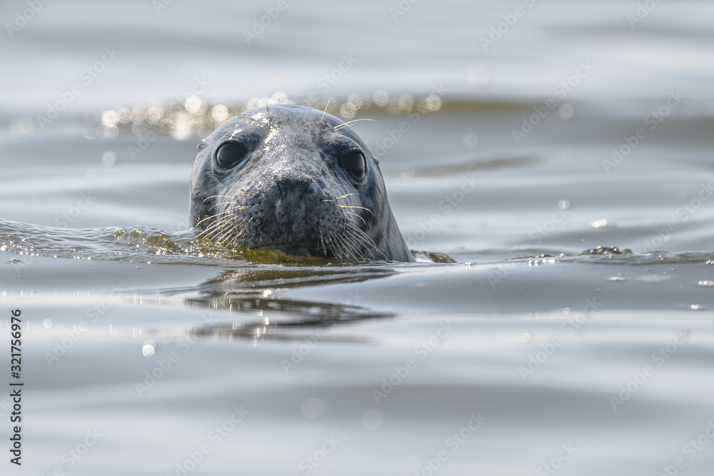 Fototapeta premium seal popping head out water portrait