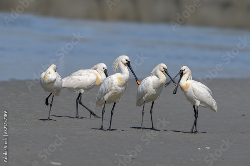 group of Eurasian spoonbills walking on the beach