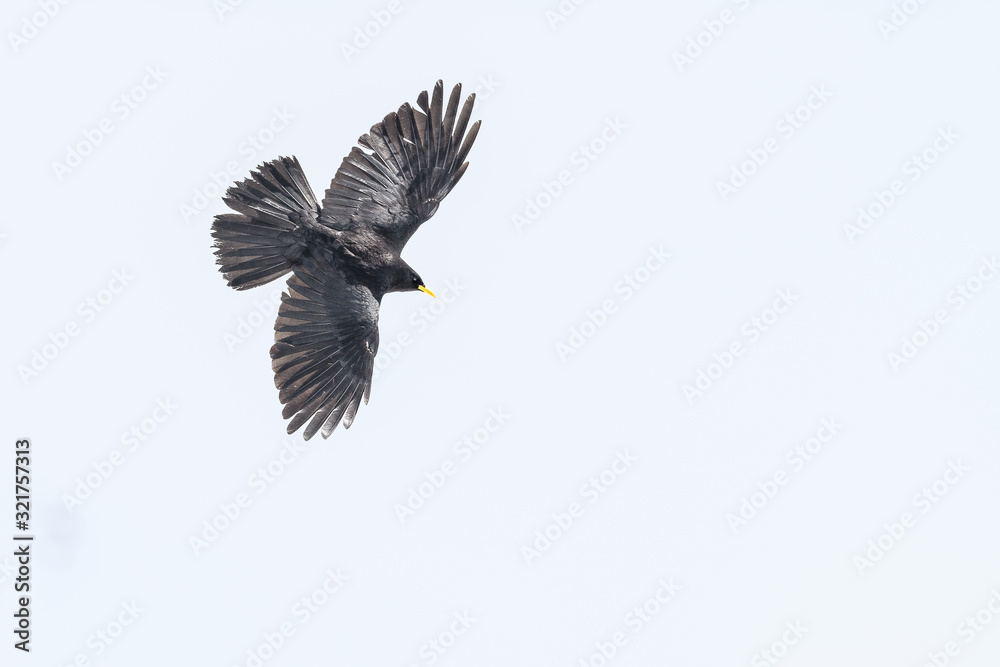 Obraz premium Alpine chough flying