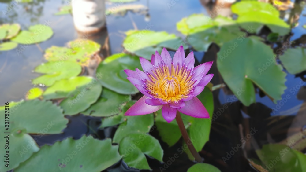 lotus lotus