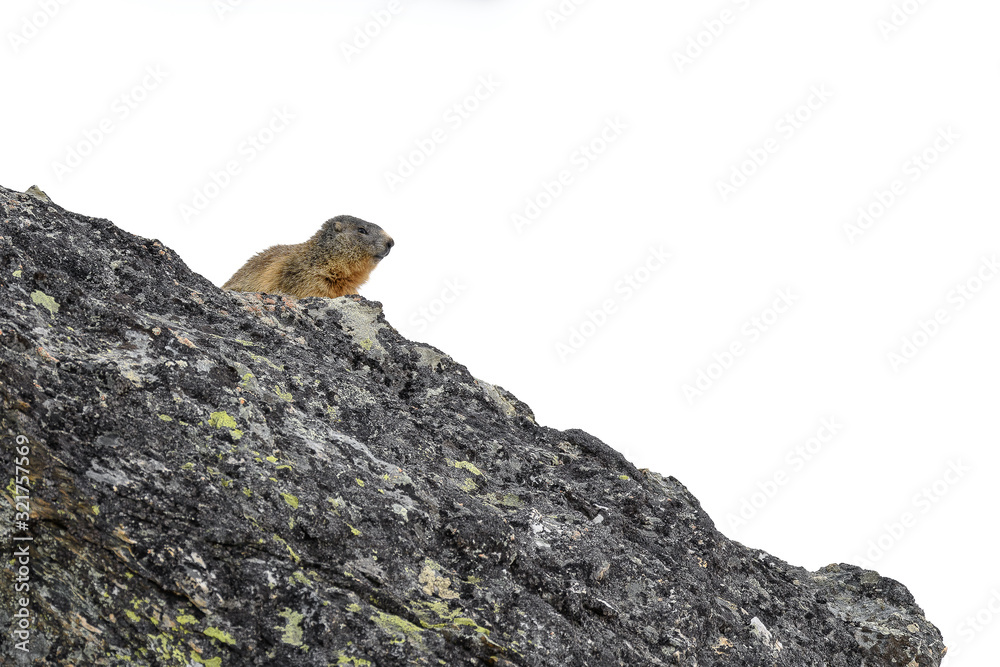 Marmot standing on a rock white background Marmot standing on a rock white background