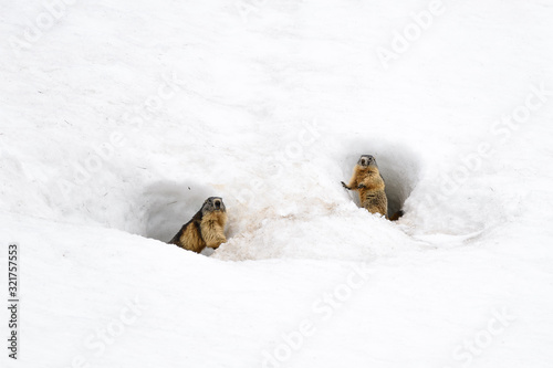group of marmots in the snow