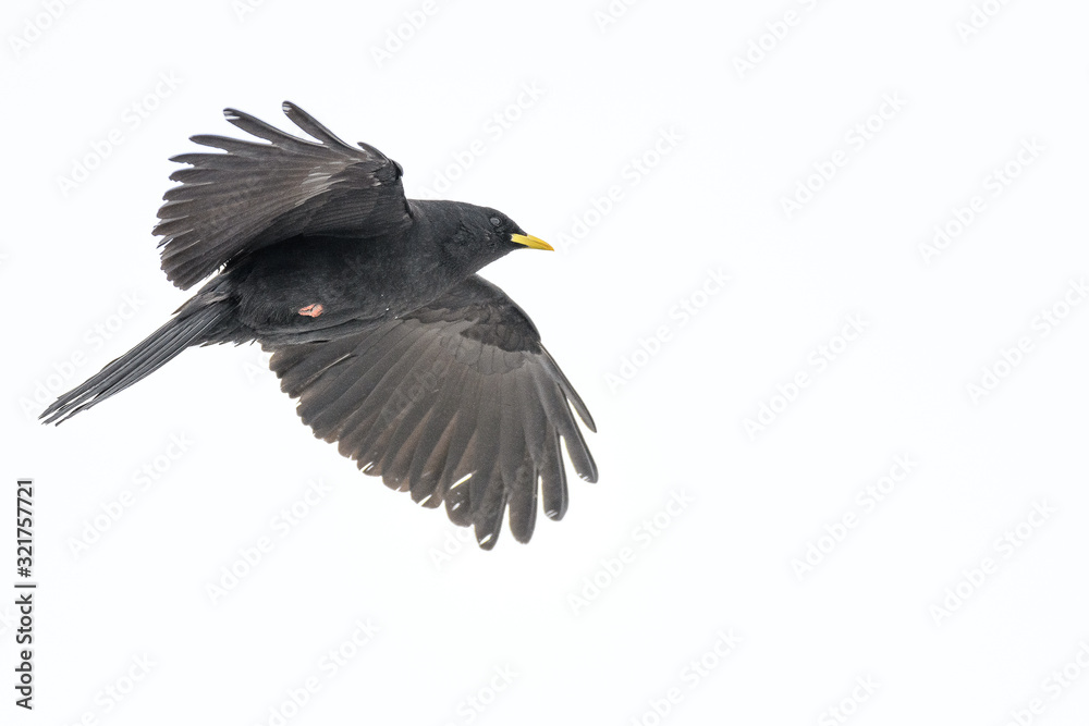 Fototapeta premium Alpine chough flying