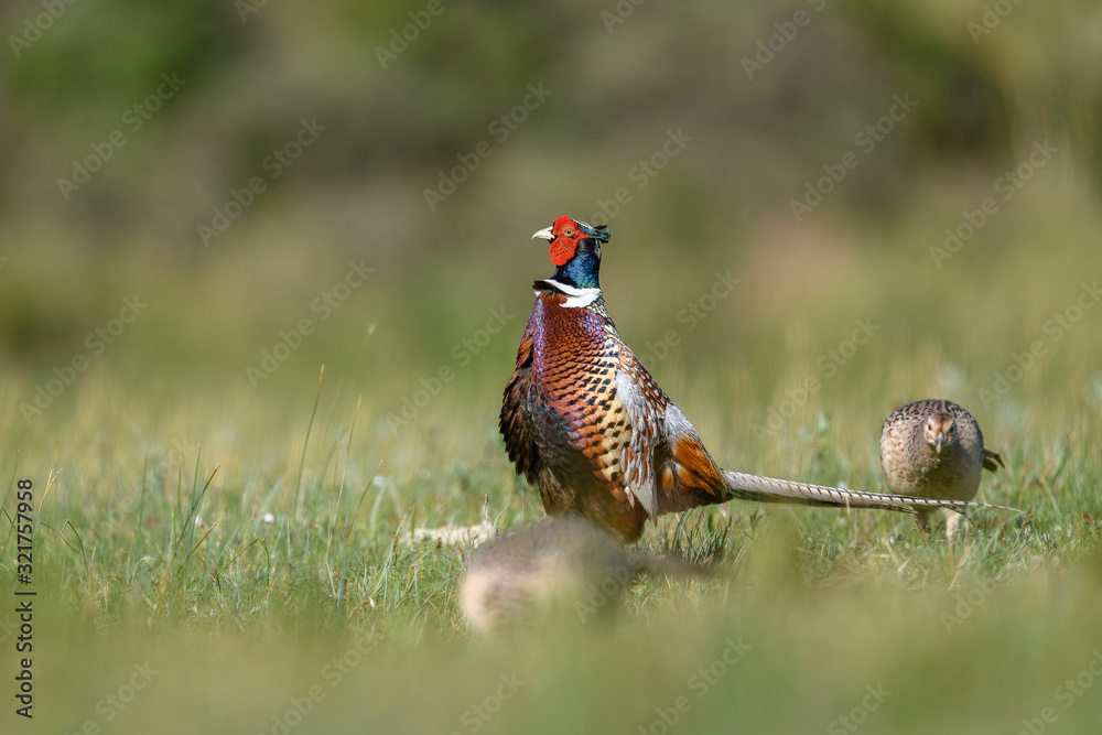 Fototapeta premium male pheasant with female
