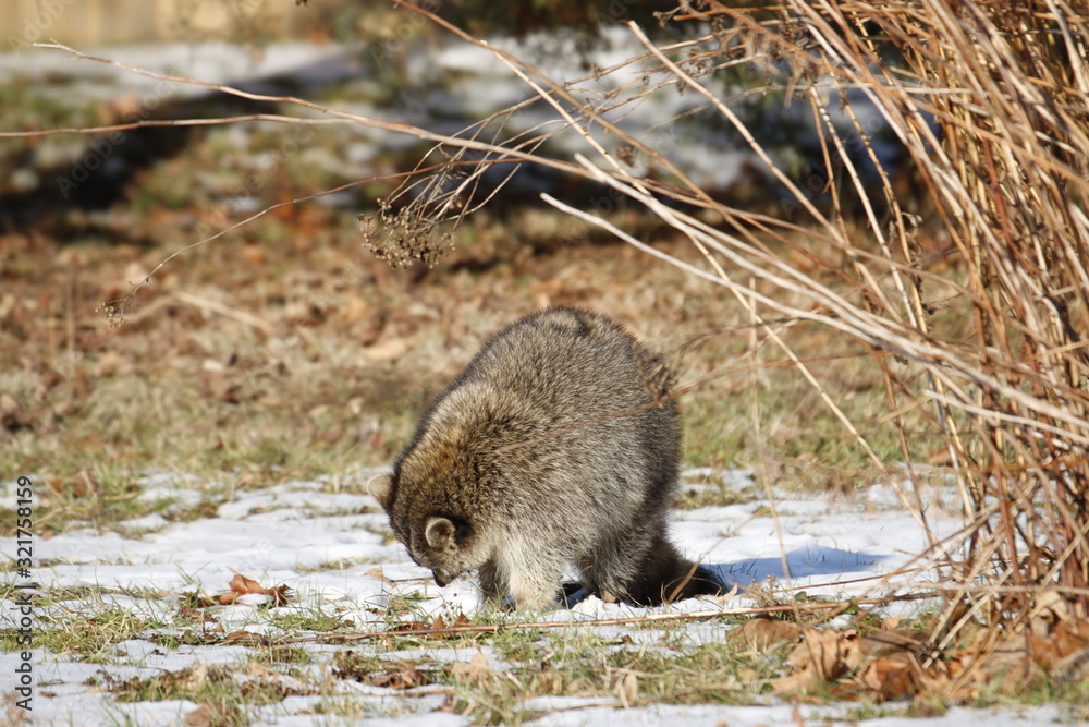 Rabid Raccoon foaming at the mouth. While this particular raccoon may