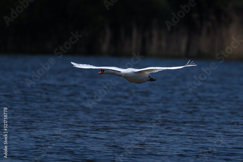 flying white swan © Godimus Michel