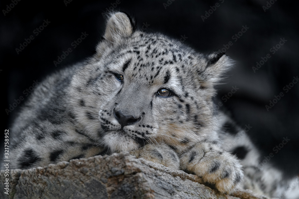 Naklejka premium snow leopard cub portrait