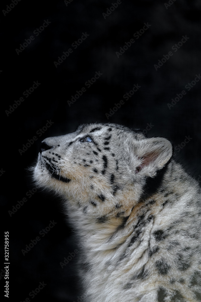 Obraz premium snow leopard cub portrait