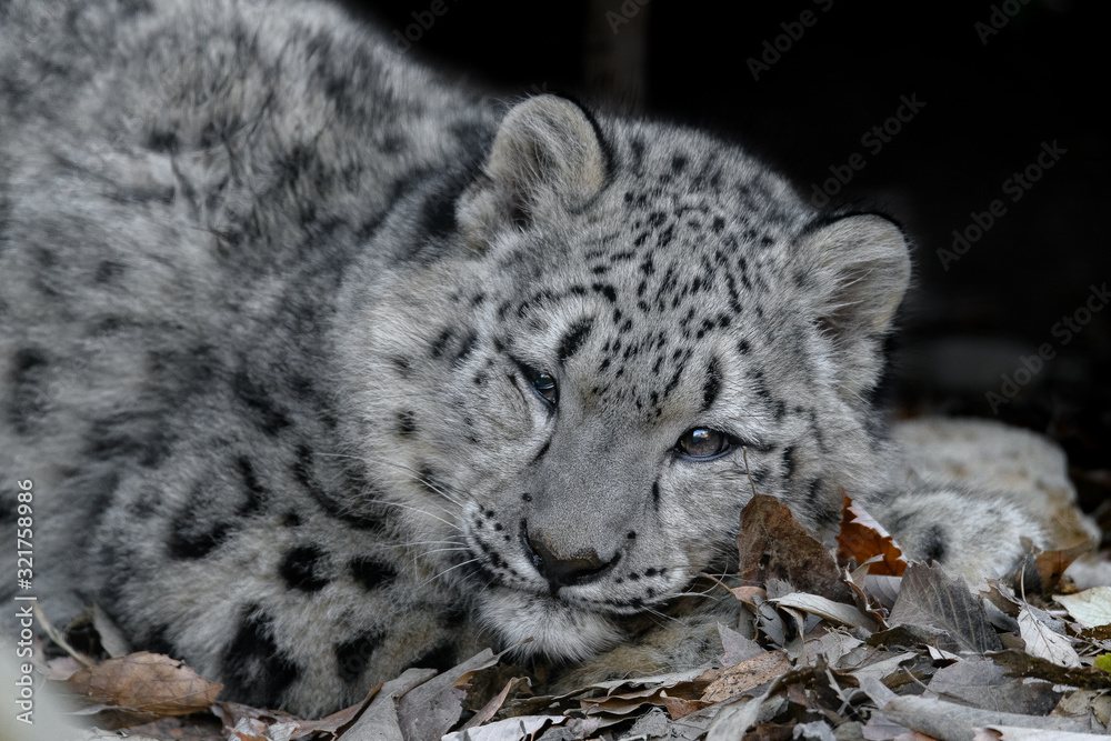 Fototapeta premium snow leopard cub portrait