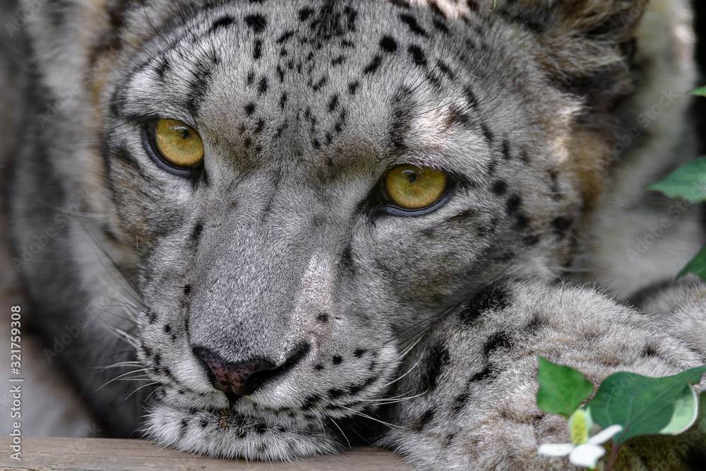 Fototapeta premium Dreamy snow leopard close up