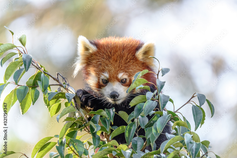 Obraz premium Red panda close up
