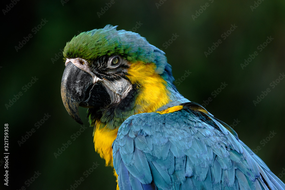 Macaw close up