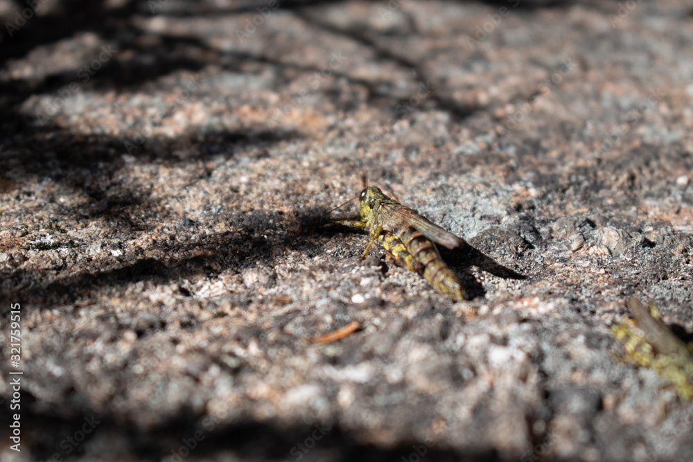 grasshopper on rock grasshopper on rock