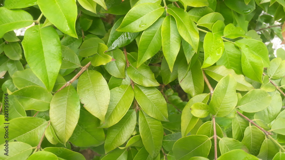 green leaves in te garden green leaves in te garden