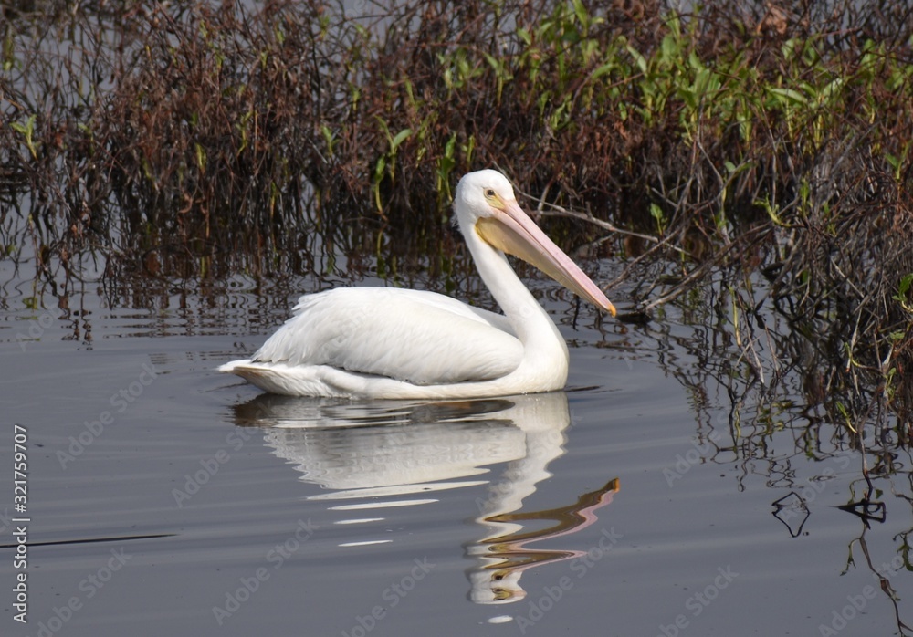 An American white pelican (Pelecanus erythrorhynchos) reflected in the waters of Struve Slough near Watsonville, California. An American white pelican (Pelecanus erythrorhynchos) reflected in the waters of Struve Slough near Watsonville, California.