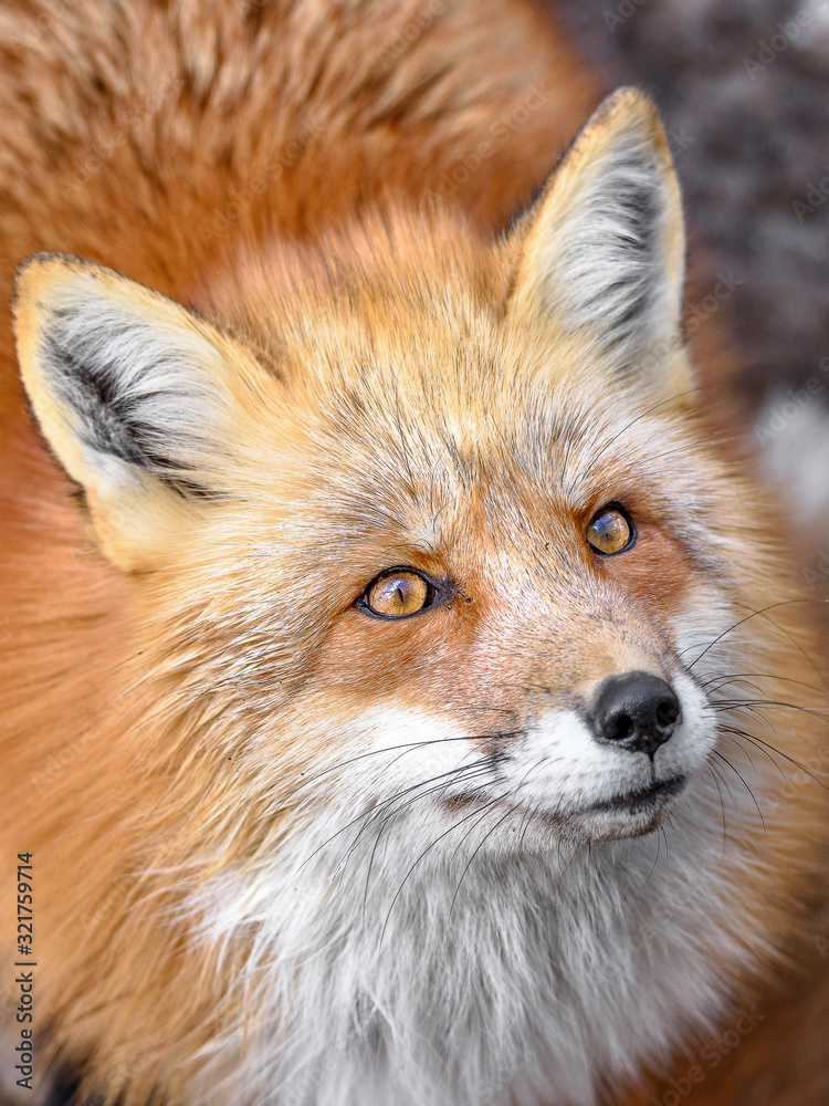 Japanese red fox close up