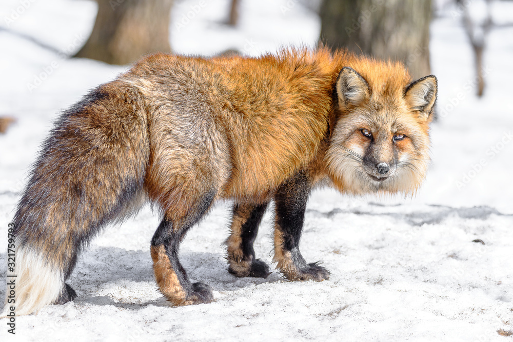 Japanese red fox walking in the snow Japanese red fox walking in the snow