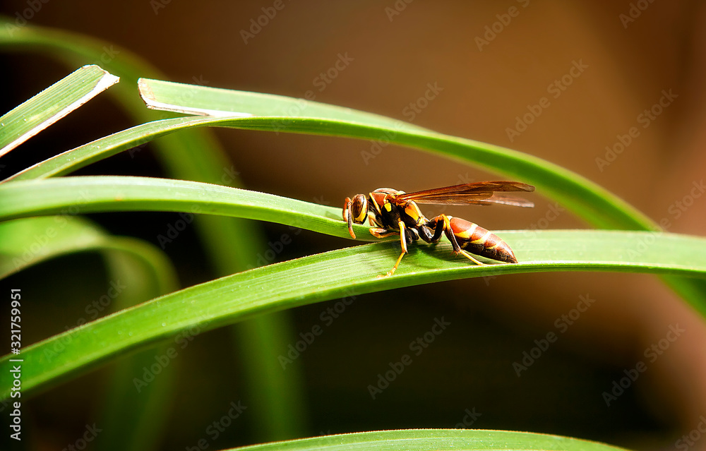 Fototapeta premium Wasp drinking water in a leaf